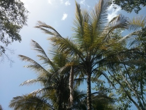 1b coconut palms (1280x960)