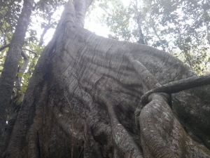 1k tree (1280x960)