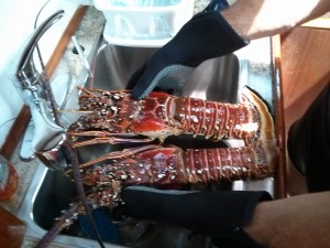 1 lobster Tobago (1280x960)