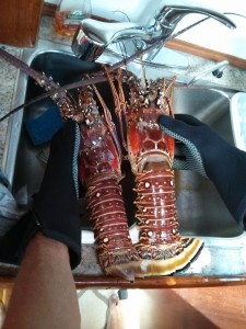 1a lobster Tobago (960x1280)