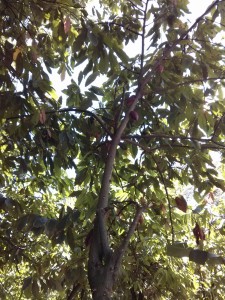 3a cocoa tree (960x1280)