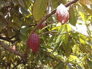 3b cocoa pods (1280x960)