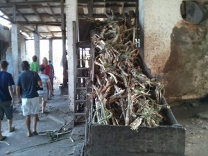 4e sugar cane (1280x960)