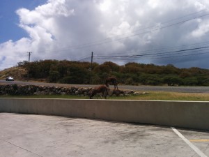 1 donkeys (1024x768)