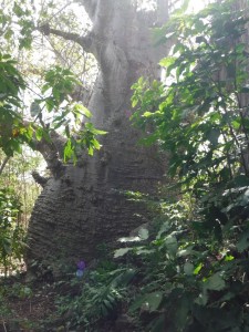 1j baobob tree (768x1024)