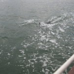 3e dolphin Cape May inlet 3e dolphin Cape May inlet