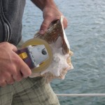 1a conch horn