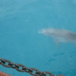 2 dolphin 2 dolphin