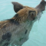 IMG_6984 IMG_6984