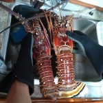 1a lobster Tobago (960x1280) 1a lobster Tobago (960x1280)