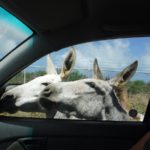 KE back on the road
