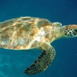 2m turtle
