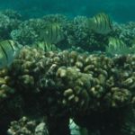 AO snorkel