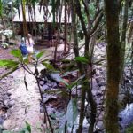 AL rain forest
