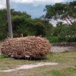 CC sugar cane
